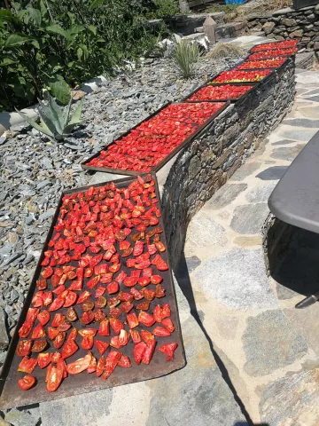 Tomaten trocknen in der Sonne