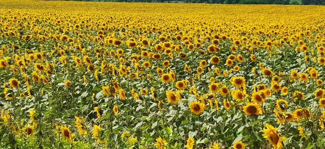 Sonnenblumenfelder im Dorf