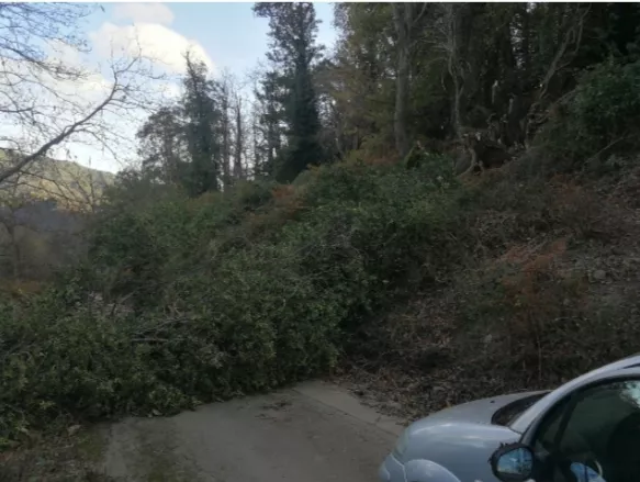 Nach Sturm und Regen liegt ein Baum quer über der Straße