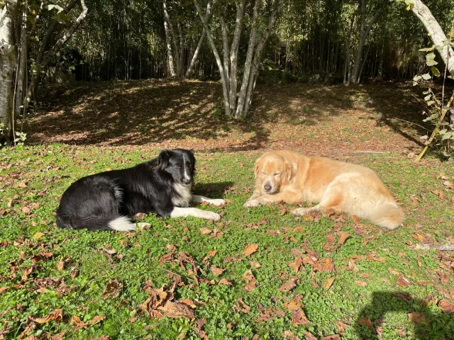 Bella und Toni leben auch mit uns